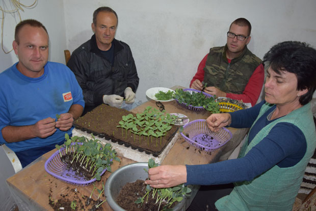 Од лубенице живе чак три домаћинства: Јовановићи из Деонице убедљиво је највећи произвођач бостана у Поморављу